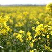 Zgodnie z prawem dystrybutorzy muszą stosować biopaliwa pod groźbą wysokich sankcji. Niewywiązanie s