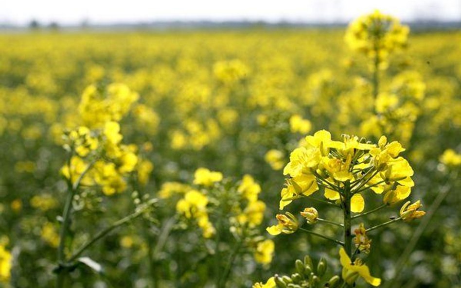 Zgodnie z prawem dystrybutorzy muszą stosować biopaliwa pod groźbą wysokich sankcji. Niewywiązanie s