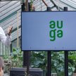 Auga: American dream