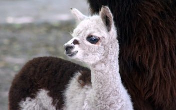 Samczyk alpaki urodził się 4 maja i można go zobaczyć na wybiegu