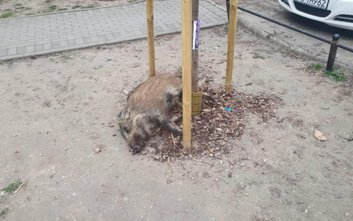 Miejscy aktywiści apelują do resortu rolnictwa i rozwoju wsi oraz parlamentarzystów, by zmienili prz