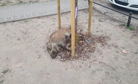 Miejscy aktywiści apelują do resortu rolnictwa i rozwoju wsi oraz parlamentarzystów, by zmienili prz