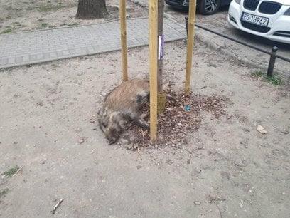 Miejscy aktywiści apelują do resortu rolnictwa i rozwoju wsi oraz parlamentarzystów, by zmienili prz