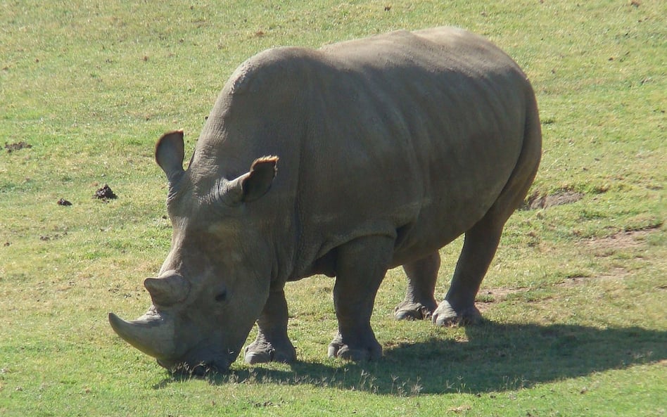 Angalifu, samiec nosorożca północnego w ogrodzie zoologiczny w San Diego w USA. Angalifu padł w 2014