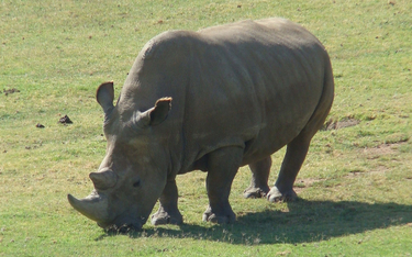 Angalifu, samiec nosorożca północnego w ogrodzie zoologiczny w San Diego w USA. Angalifu padł w 2014