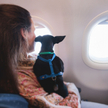 pies w samolocie