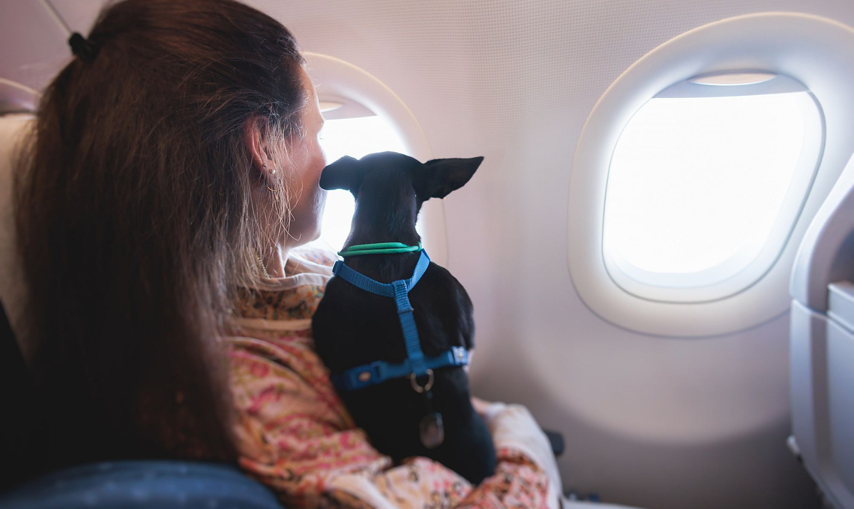 La comida y los menús para perros a bordo son solo para pasajeros específicos