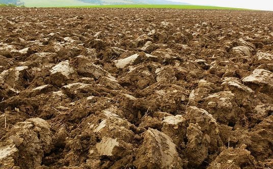 Mikroorganizmy glebowe tworzą rozbudowane sieci zależności, które wpływają na obieg pierwiastków, do