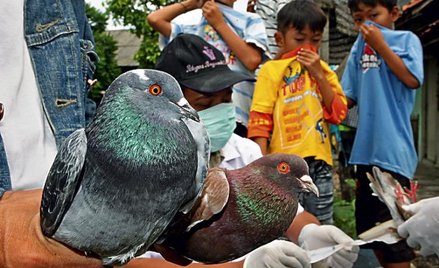 Chińczycy testują szczepionkę przeciw groźnym dla ludzi wirusom ptasiej grypy