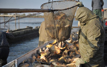 Planowane opłaty za pobór wody znacznie podniosą koszty hodowli ryb.