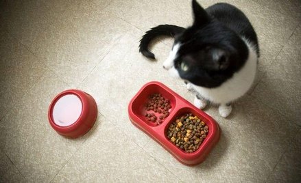 Na karmy dla psów i kotów wydajemy 2 mld zł, a co piąta ma wady