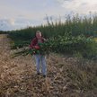 Ekskluzywne polskie meble z topinamburu