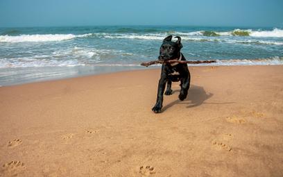 Radni nie chcą psów na plaży. RPO: niezgodnie z prawem