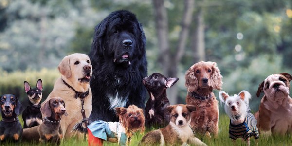 Mops i pekińczyk. Dog i wilczarz. Kiedy zaczęła się ta różnorodnośc?