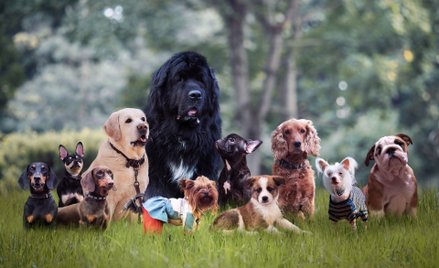Mops i pekińczyk. Dog i pudel. Kiedy zaczęła się ta różnorodność?
