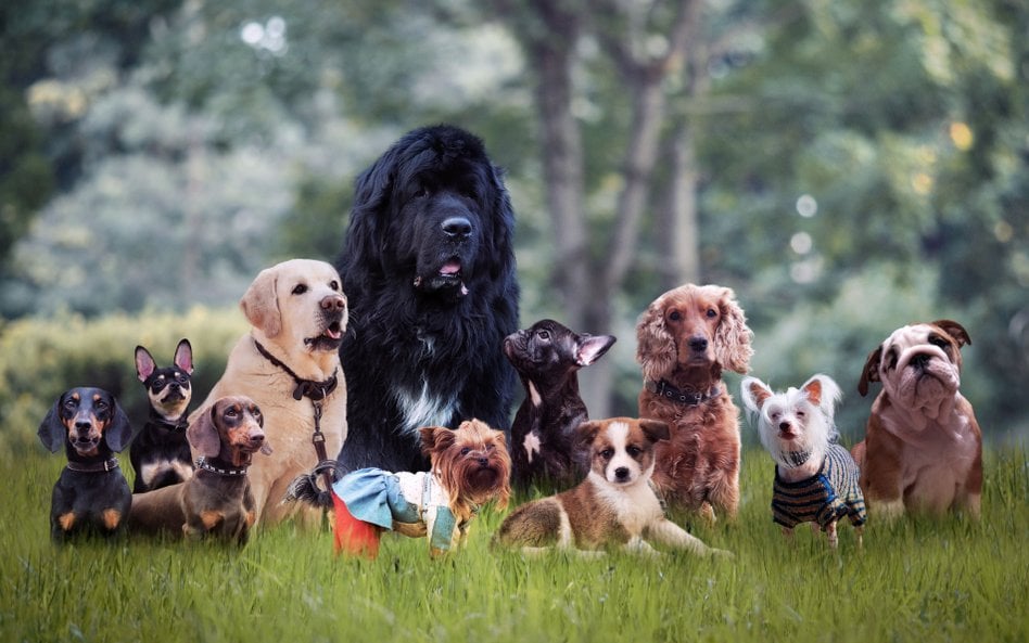 Mops i pekińczyk. Dog i pudel. Kiedy zaczęła się ta różnorodność?