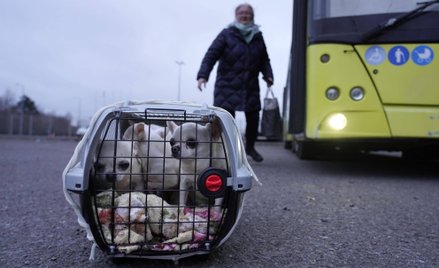 Szereg procedur dla czworonożnych uchodźców z Ukrainy