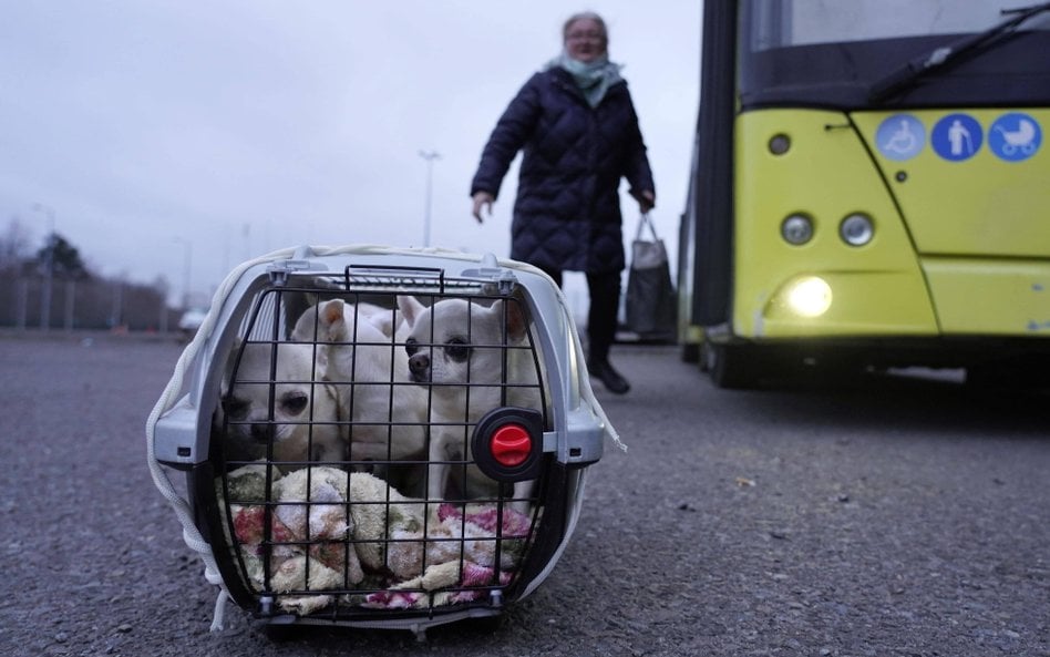 Szereg procedur dla czworonożnych uchodźców z Ukrainy