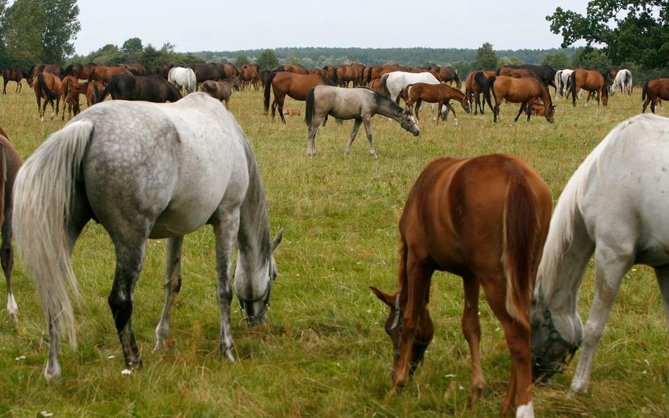 Wśród spółek Skarbu Państwa można znaleźć kilka stadnin.