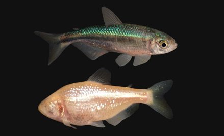 Rybie geny kluczem do naprawy uszkodzonych serc