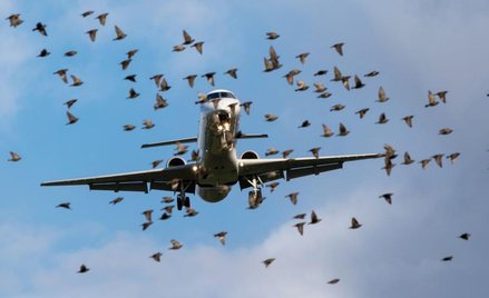 Trybunał UE: zderzenie samolotu z ptakiem zwalnia przewoźnika z odszkodowania za opóźniony lot