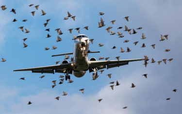 Trybunał UE: zderzenie samolotu z ptakiem zwalnia przewoźnika z odszkodowania za opóźniony lot