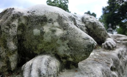 Krematorium zwierząt domowych można zlokalizować w sąsiedztwie gospodarstwa rolnego