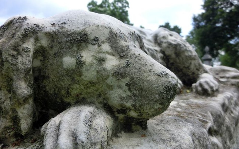 Krematorium zwierząt domowych można zlokalizować w sąsiedztwie gospodarstwa rolnego