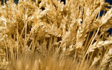 Rosyjska pszenica śrubuje ceny na rynku zbóż