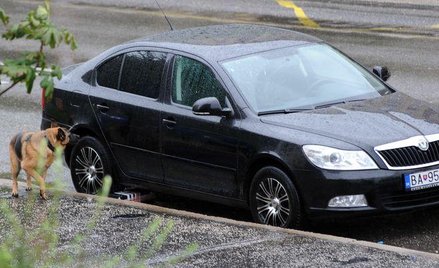 Pakunek znaleziono pod tylną częścią samochodu