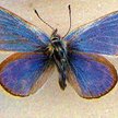 Motyl Glaucopsyche xerces wyginął w wyniku zabudowy wybrzeża Kalifornii
