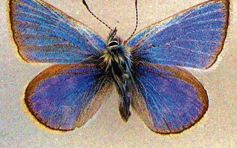 Motyl Glaucopsyche xerces wyginął w wyniku zabudowy wybrzeża Kalifornii