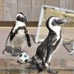 Piłkarska rozgrywka pingwinów z tokijskiego zoo morskiego