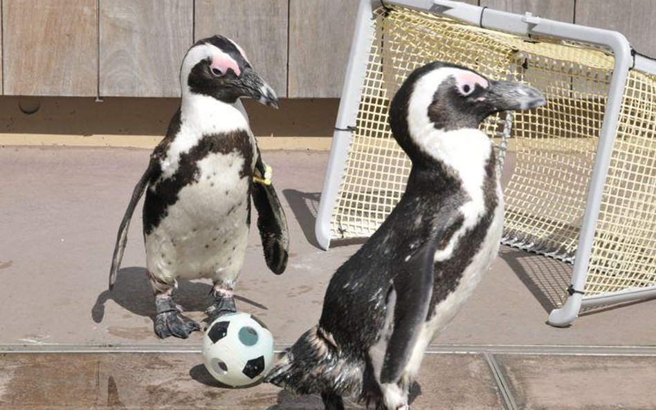 Piłkarska rozgrywka pingwinów z tokijskiego zoo morskiego