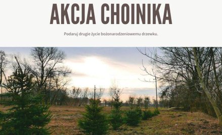 Choinki w doniczkach, które będą się do tego nadawały po zimie zostaną posadzone w miejskich lasach.