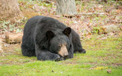 USA: 70-latek odpowie za zastrzelenie niedźwiedzia na cudzej posesji