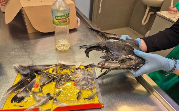 Po udzieleniu pierwszej pomocy najlepiej przekazać ptaka do ośrodka rehabilitacji zwierząt, gdzie ot