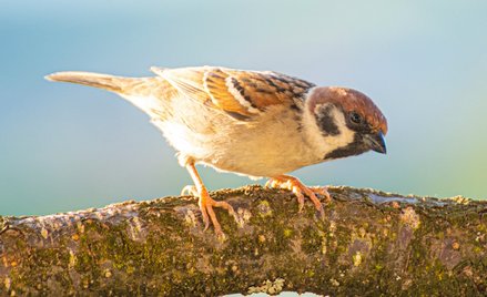 Z polskich miast coraz szybciej znikają wróble. Te ptaki zazwyczaj wiły gniazda w szczelinach fasad 