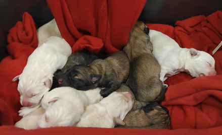 Ktoś wyrzucił na mróz 10 szczeniąt. Szuka go policja