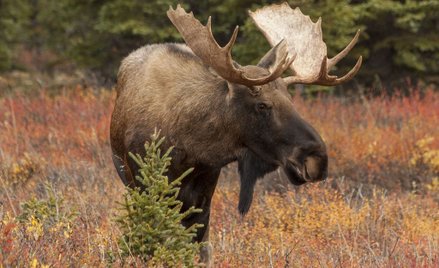 Lasy Państwowe oferują odstrzał łosia mimo obowiązującego moratorium