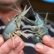 Nielegalne połowy będą częściej ścigane przez straż rybacką