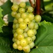 Bordeaux z chińskich winnic