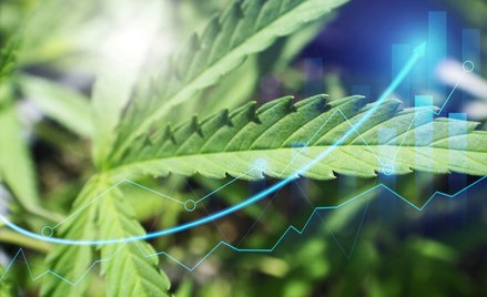 Kombinat Konopny znów rozbije bank?