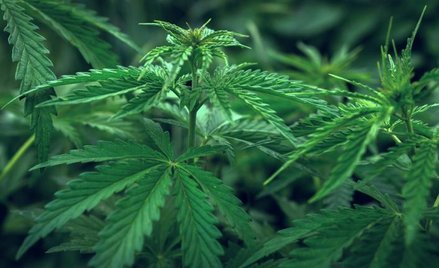 Labocanna: Konopne akwizycje