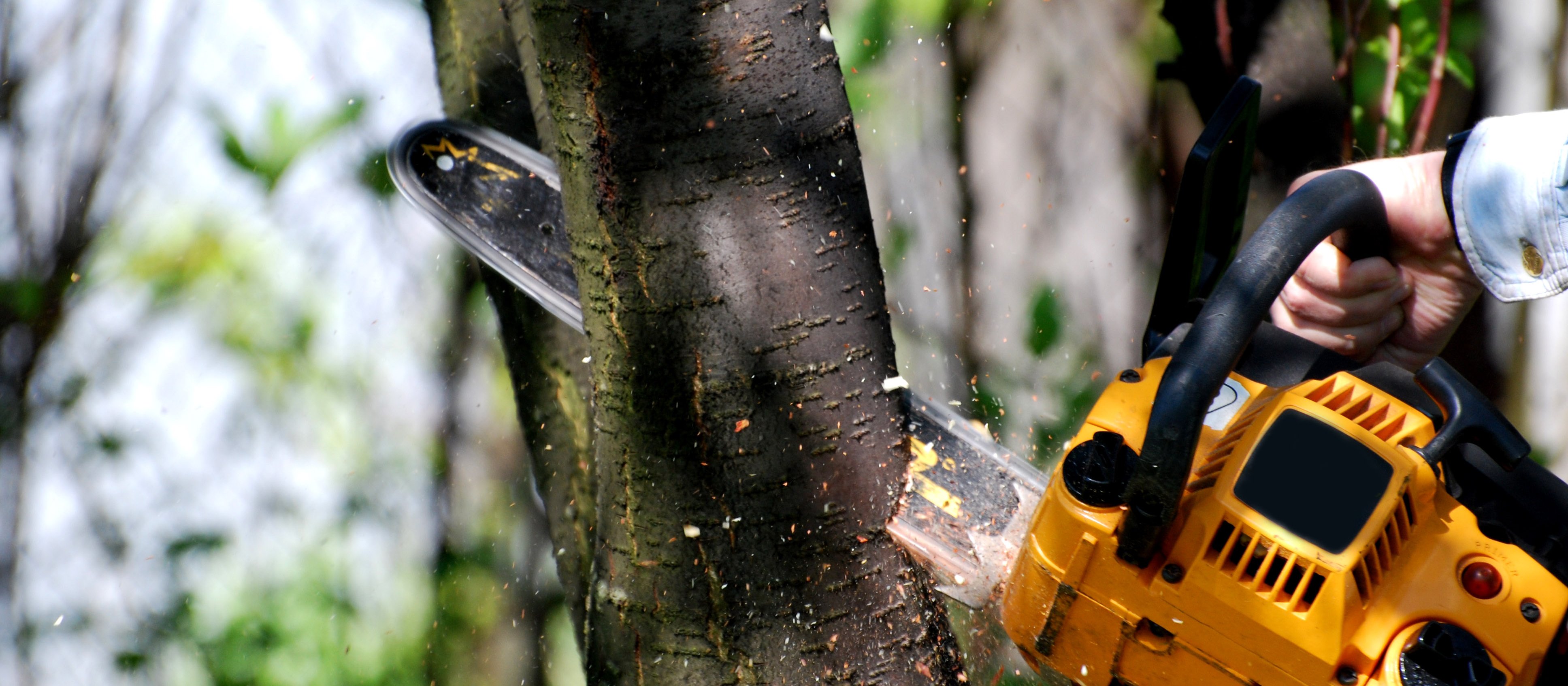 Jak legalnie pozbyć się drzewa z posesji?