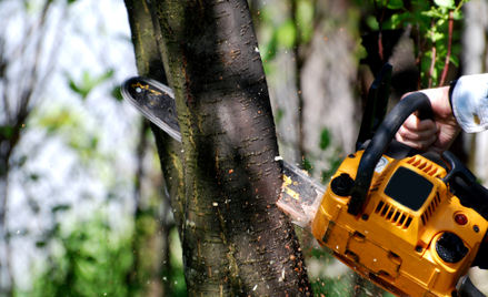 Jak legalnie pozbyć się drzewa z posesji?