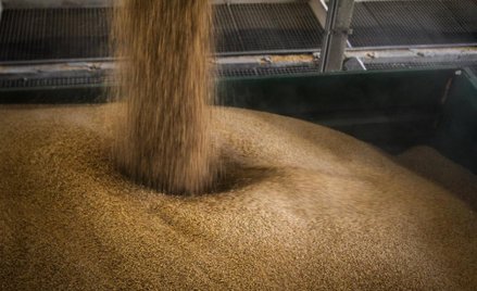 Jęczmienia w Unii trochę mniej, ale wystarczy