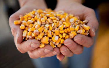 Dobre wieści z rynku zbóż. Ceny żywności znów będą niższe?