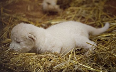 Lwica Azira z małymi lwiątkami w borysewskim ZOO Safari.