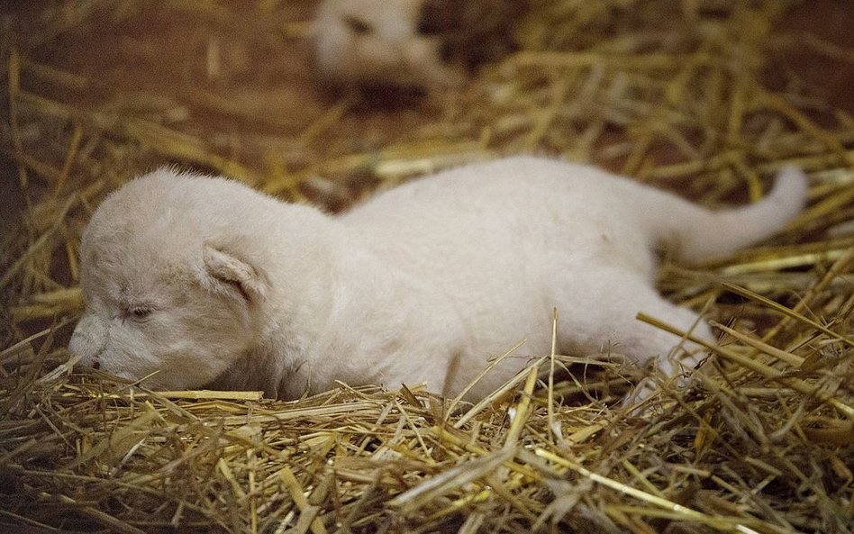 Lwica Azira z małymi lwiątkami w borysewskim ZOO Safari.